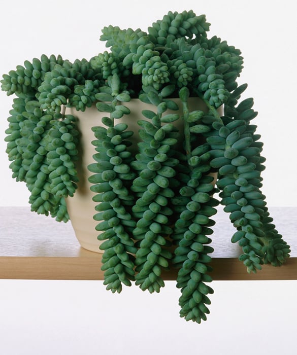 38808-plant5c.jpg