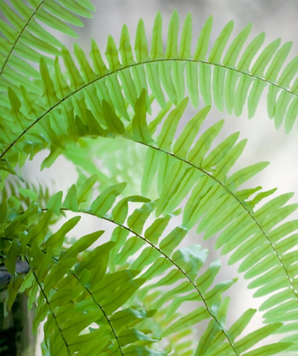 38809-plant6c.jpg