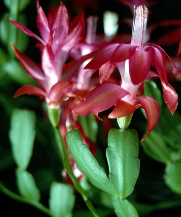38810-plant7c.jpg
