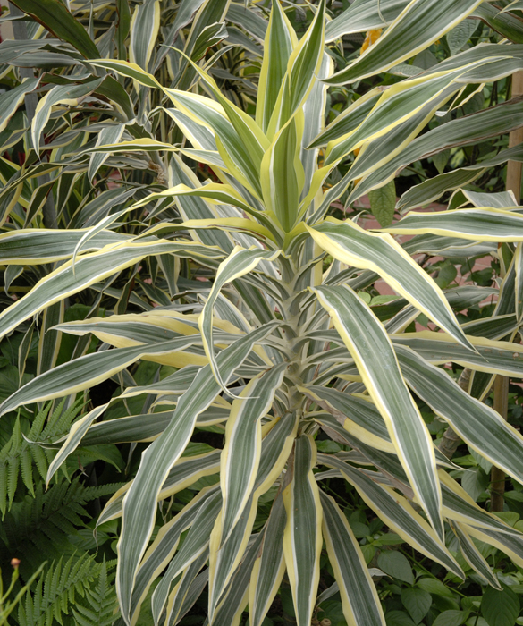 38812-plant8c.jpg