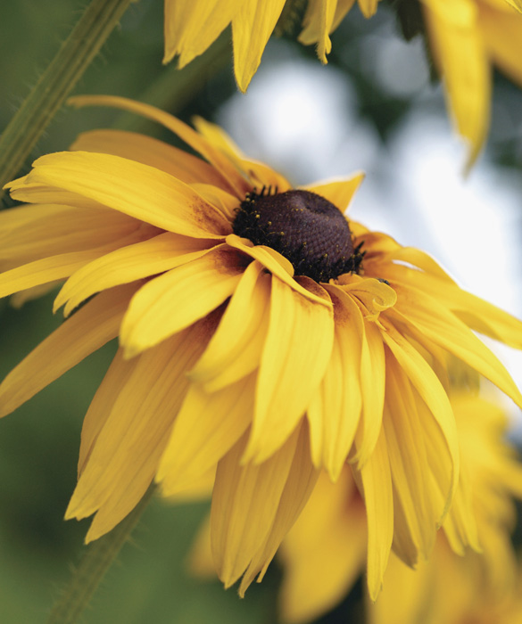 39366-bloom2c.jpg