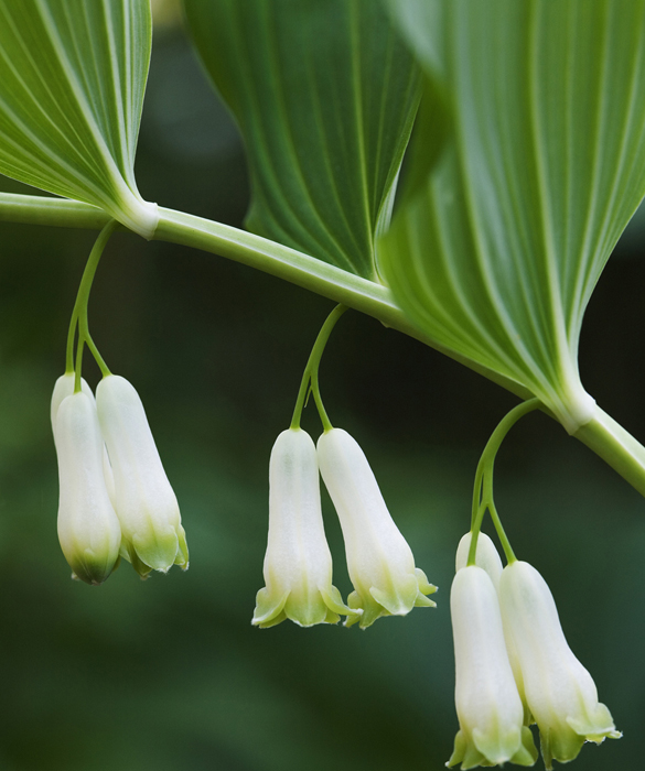 39368-bloom5c.jpg
