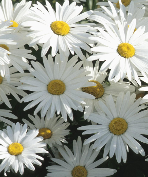 39369-bloom3c.jpg