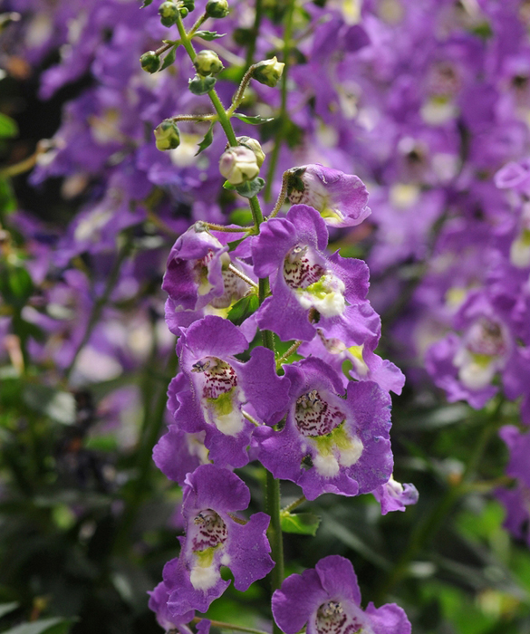 39370-bloom6c.jpg