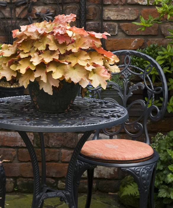 39371-bloom4c.jpg