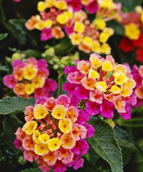 39372-bloom7c.jpg