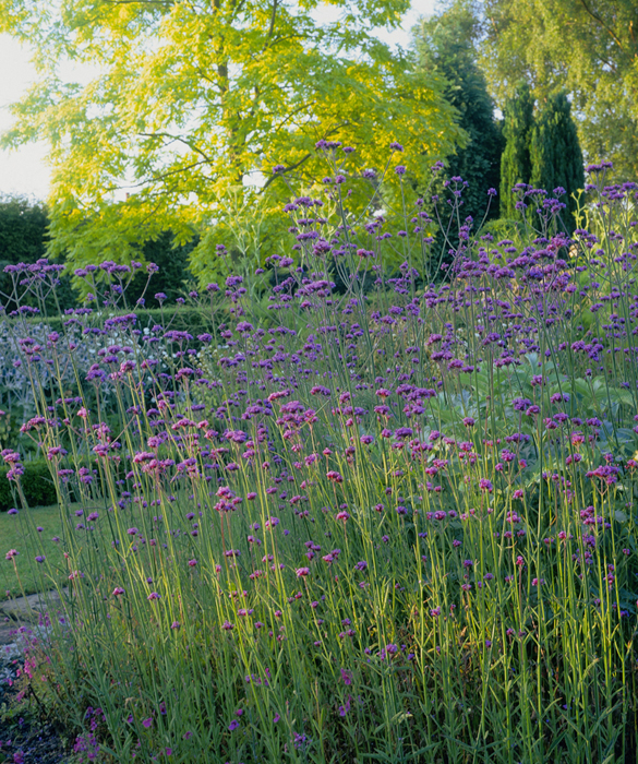 39374-bloom8c.jpg