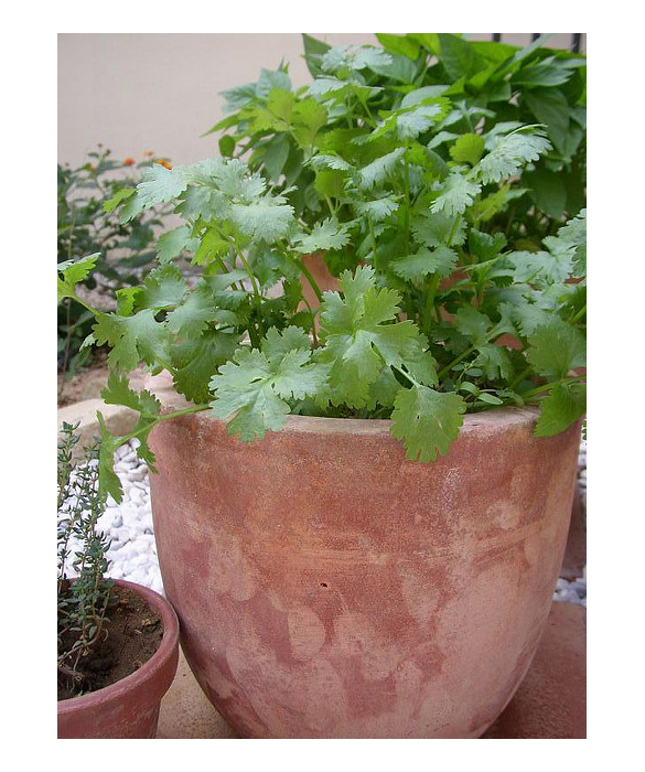 41177-9-cilantro.jpg