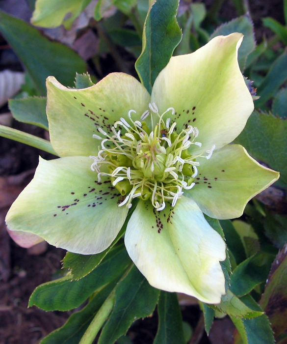 45959-hellebore_flower_-_greenish_white_p.jpg