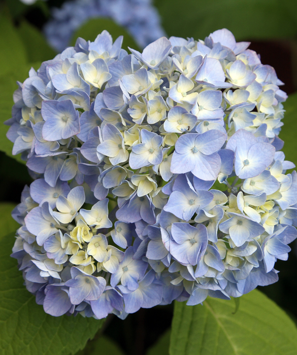 45960-hydrangea_4728001019_fec618d28a_o.jpg