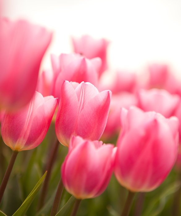 45961-tulip_4590702749_6793cc8082_o.jpg