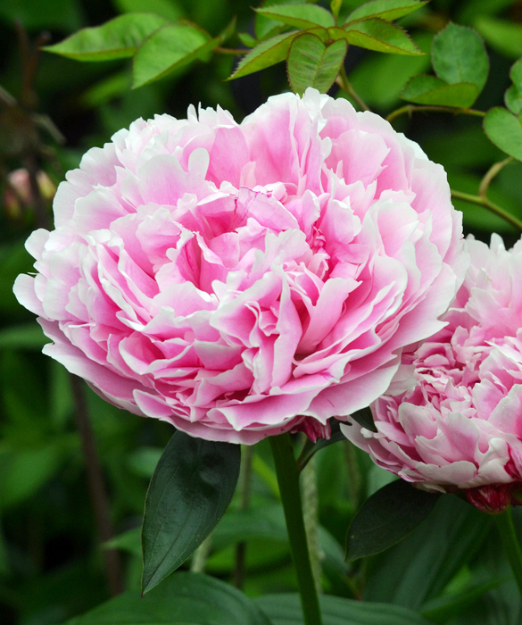 45962-peony_7192072160_3a6312e269_h.jpg