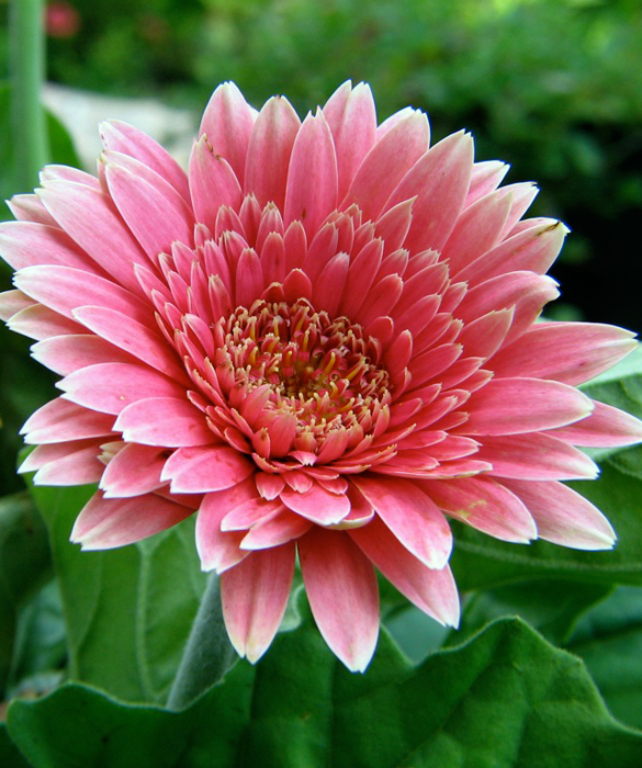 45963-gerber-daisy_976167955_0817146776_o.jpg