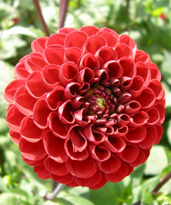 45964-dahlia_8394237220_57c34acc5b_b.jpg