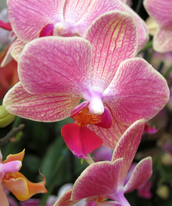 45966-orchid_7049571701_9425ba6f57_b.jpg