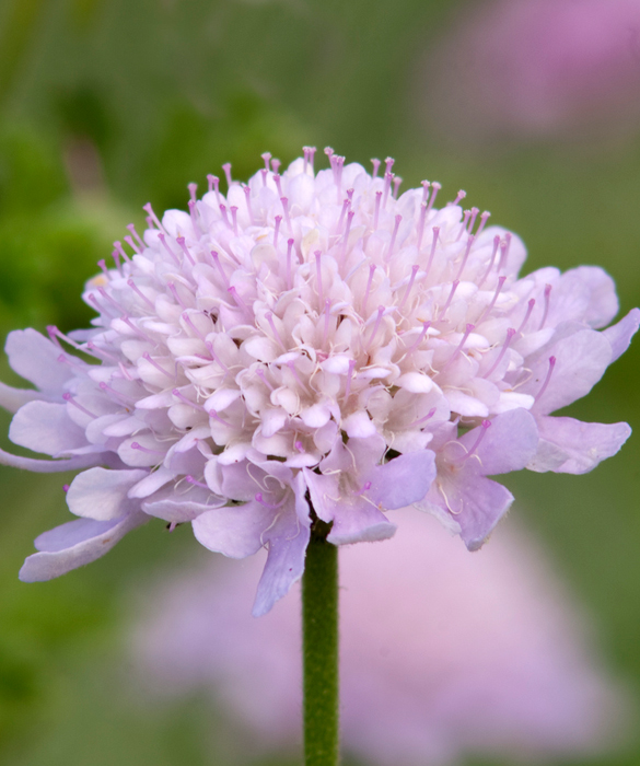 45967-scabiosa_4038160863_b6fceedda0_b.jpg