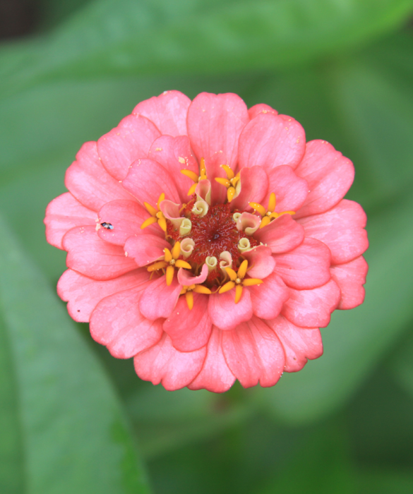 45968-zinnia_3846550459_b94807b334_o.jpg