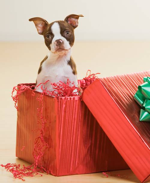58595-5-christmas-gifts.jpg 58595-5-christmas-gifts.jpg