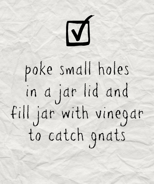 61917-5-catch-gnats.jpg