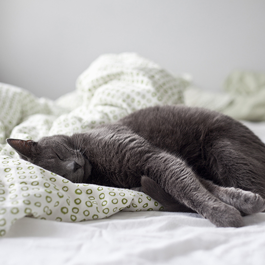77312-5-cat.jpg
