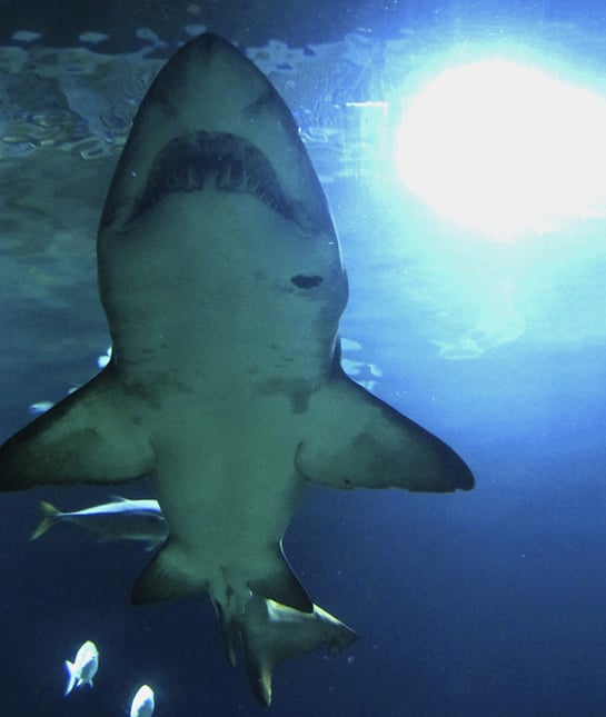 78309-mom_kids-nightmares_01_threatening-animals_thinkstock_4752.jpg