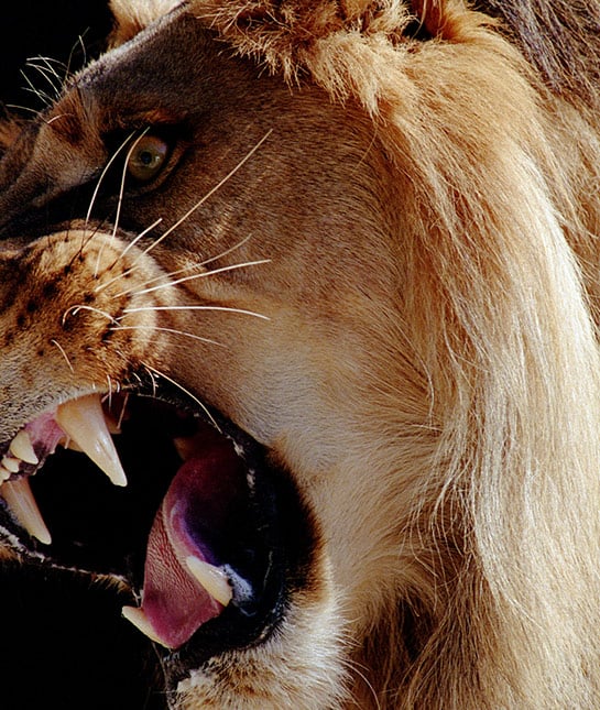 78311-mom_kids-nightmares_05_being-eaten_thinkstock_aa045459.jpg
