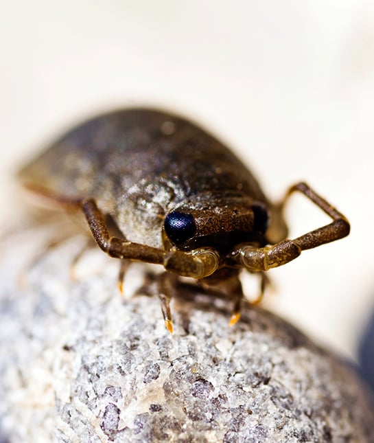 78313-mom_kids-nightmares_04_scary-bugs_thinkstock_176775931.jpg