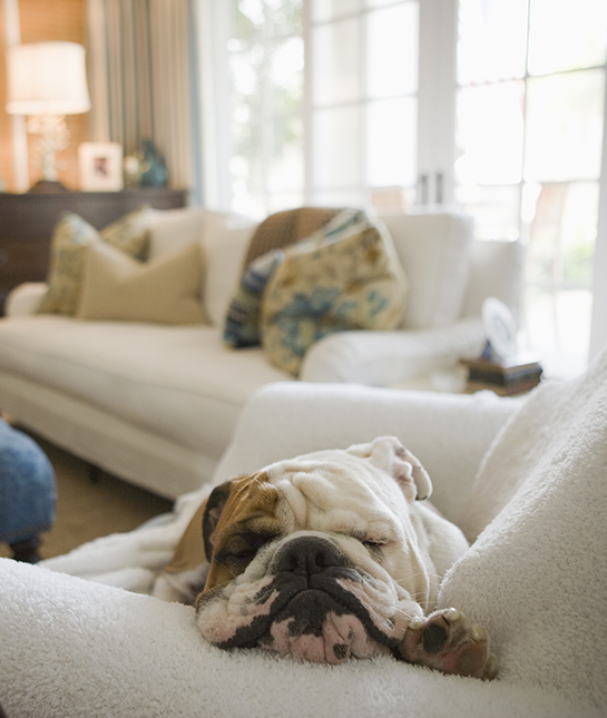 85328-4-dog-on-couch.jpg