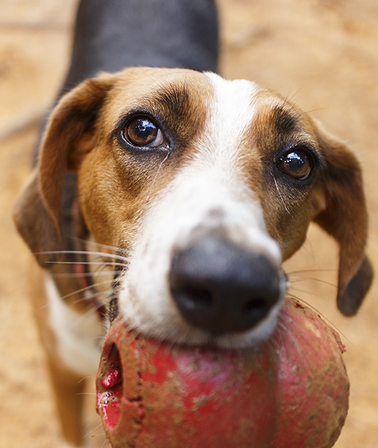 85329-7-dog-with-toy.jpg