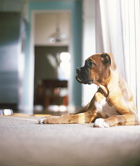 85330-3-dog.jpg 85330-3-dog.jpg