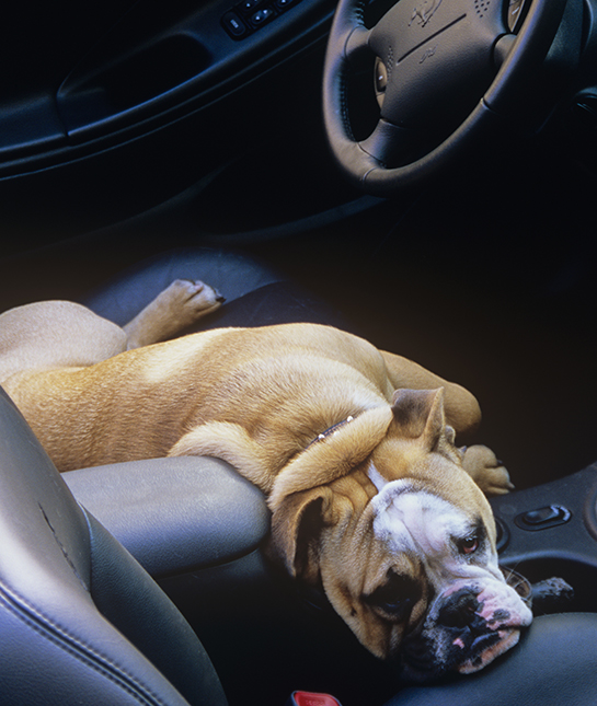 85331-6-dog-in-car.jpg