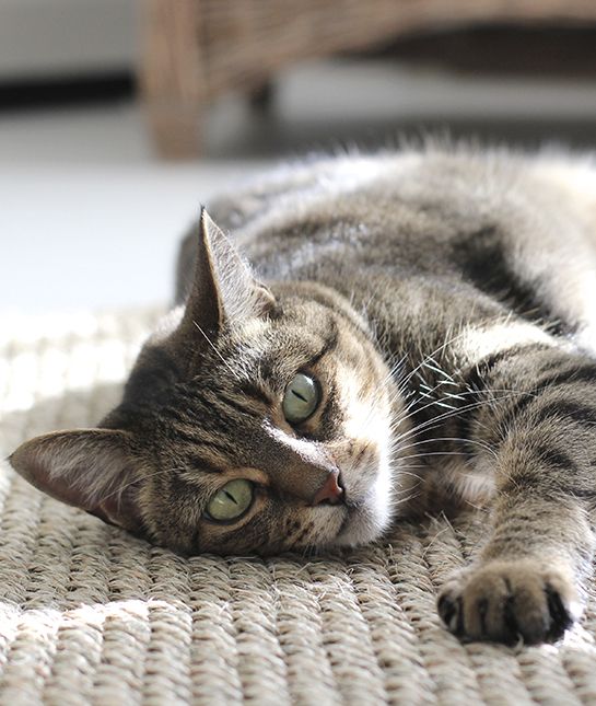 85332-5-cat.jpg