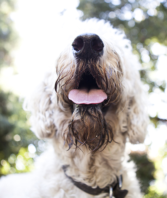 85333-8-slobbery-dog.jpg