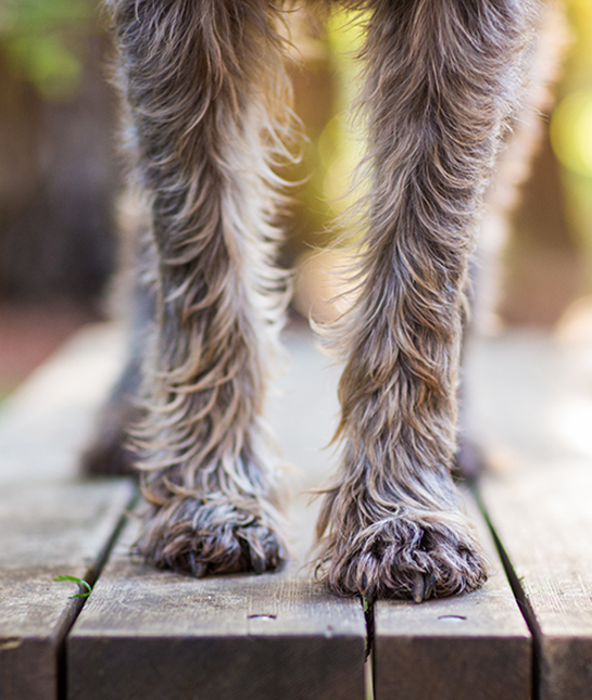 85334-9-dog-paws.jpg