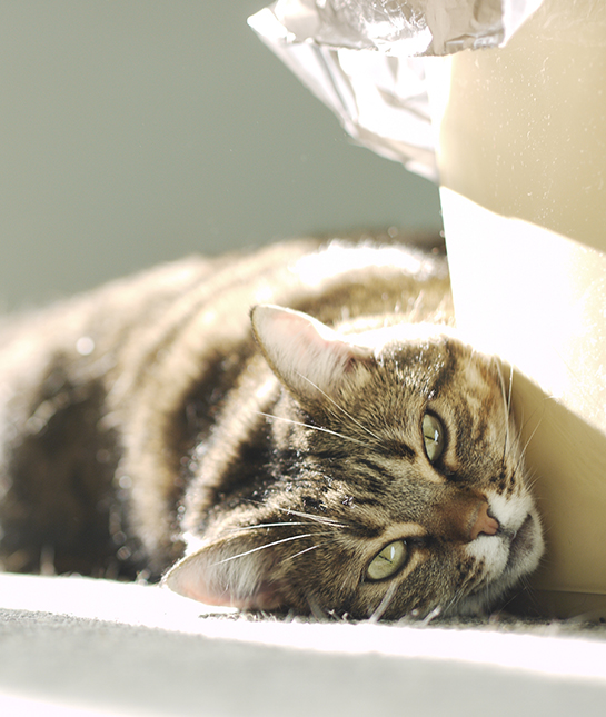 85335-2-cat.jpg