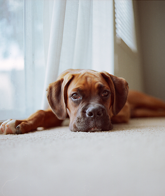 85339-1-dog-on-carpet.jpg