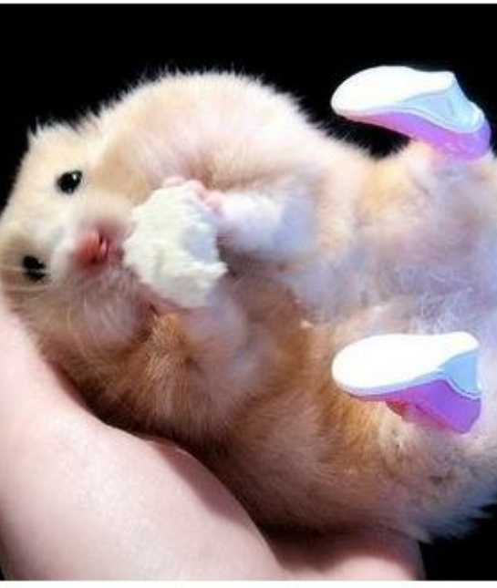 85482-wacky-secret-santa-gifts-hamster-shoes.jpg