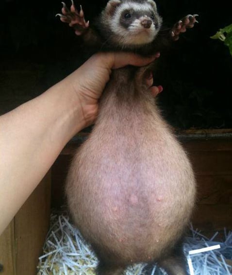 86616-pregnant-ferret.jpg