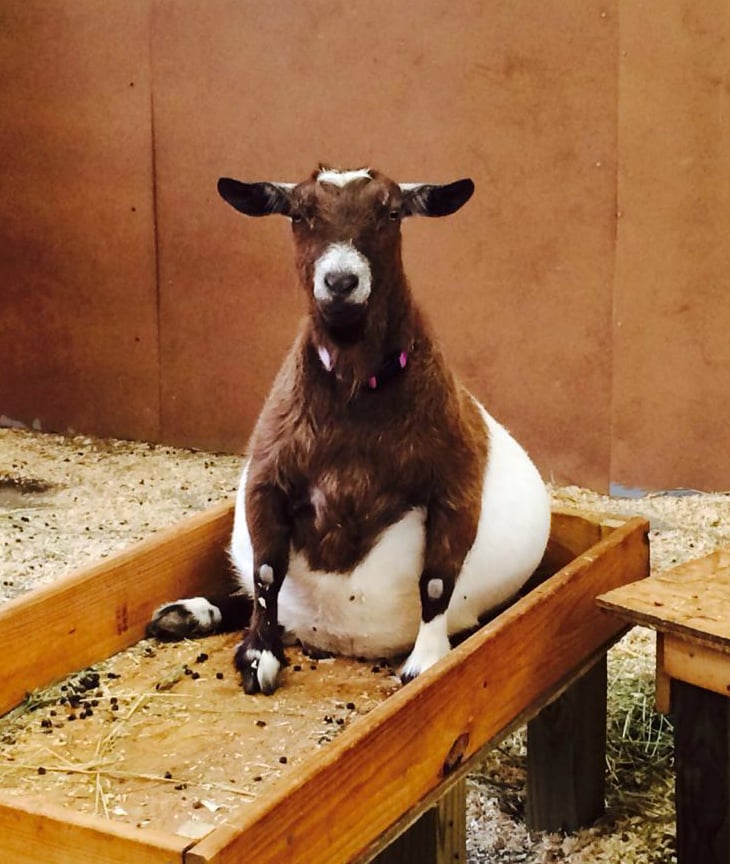 86619-pregnant-goat.jpg