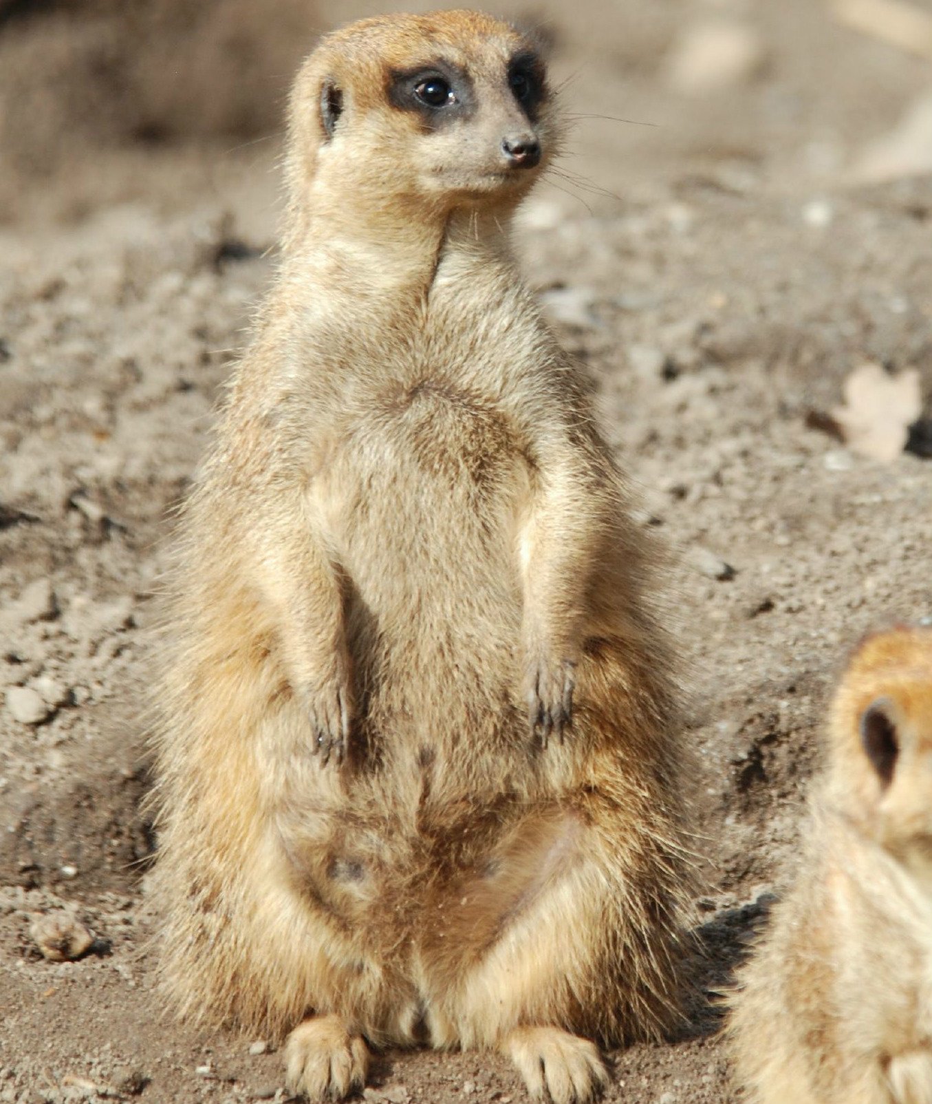 86620-pregnant-meerkat.jpg