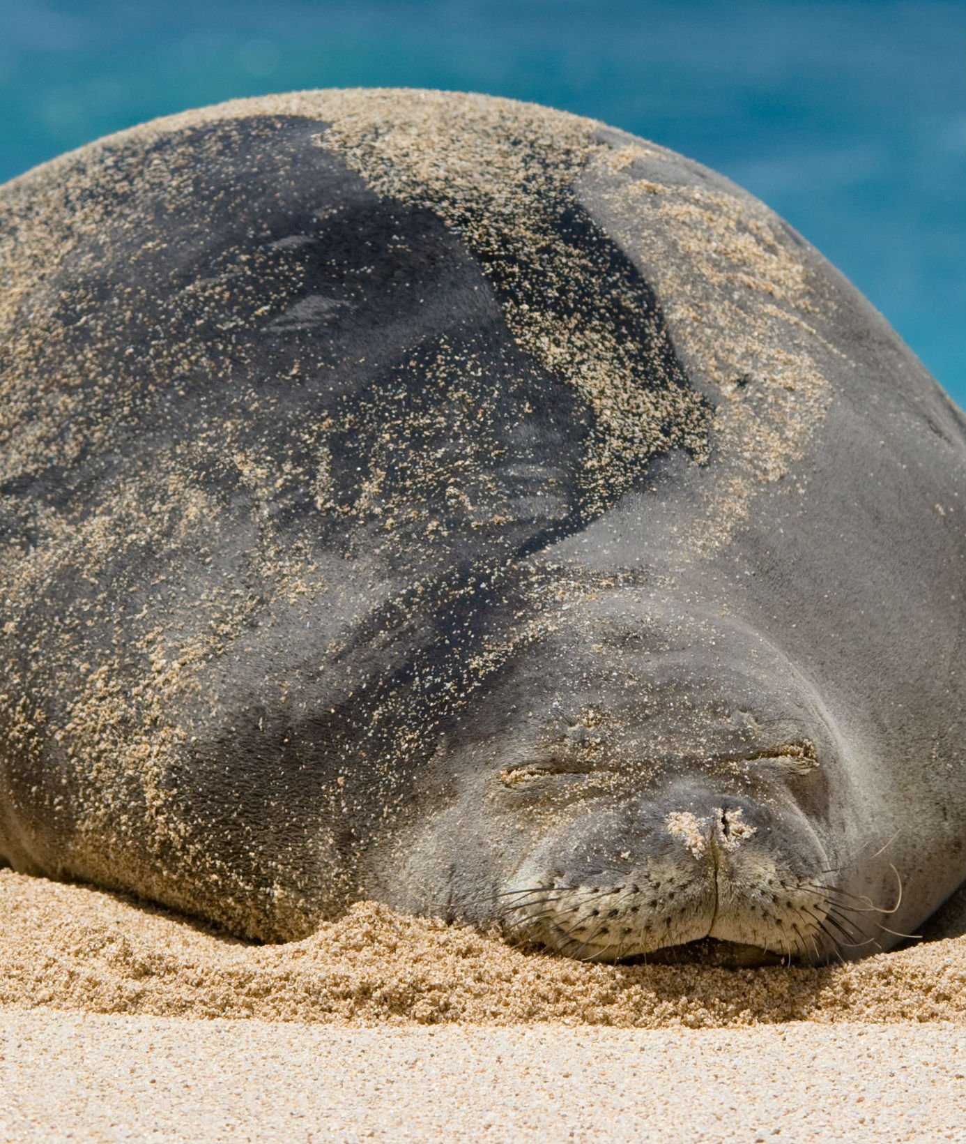 86624-pregnant-monk-seal.jpg