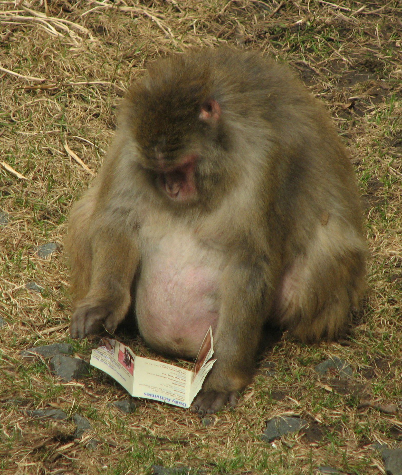 86625-pregnant-primate.jpg