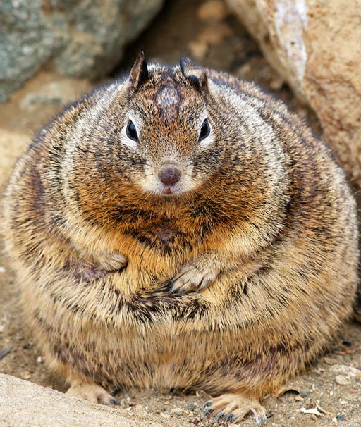 86626-pregnant-squirrel.jpg