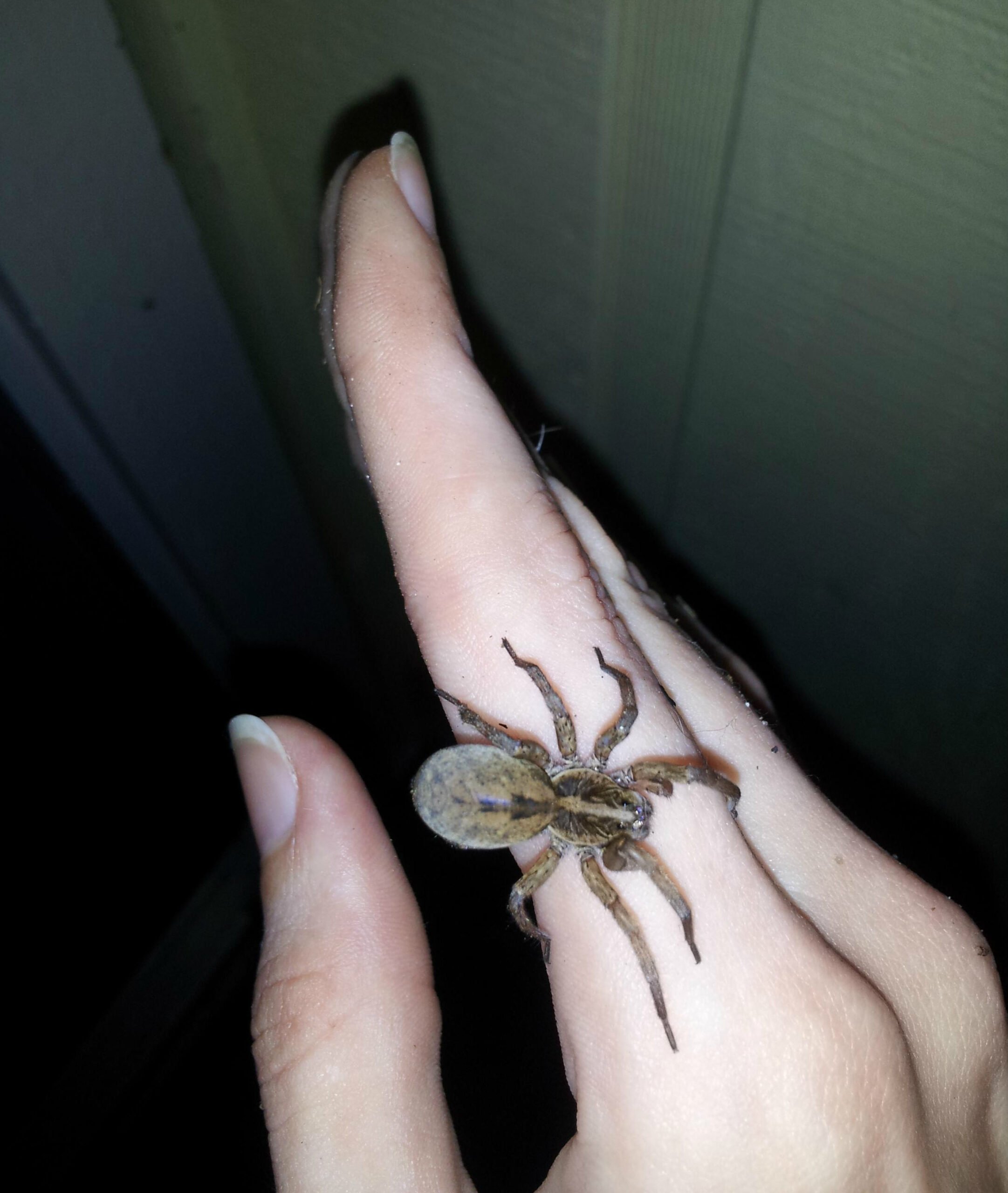 86627-pregnant-wolf-spider.jpg