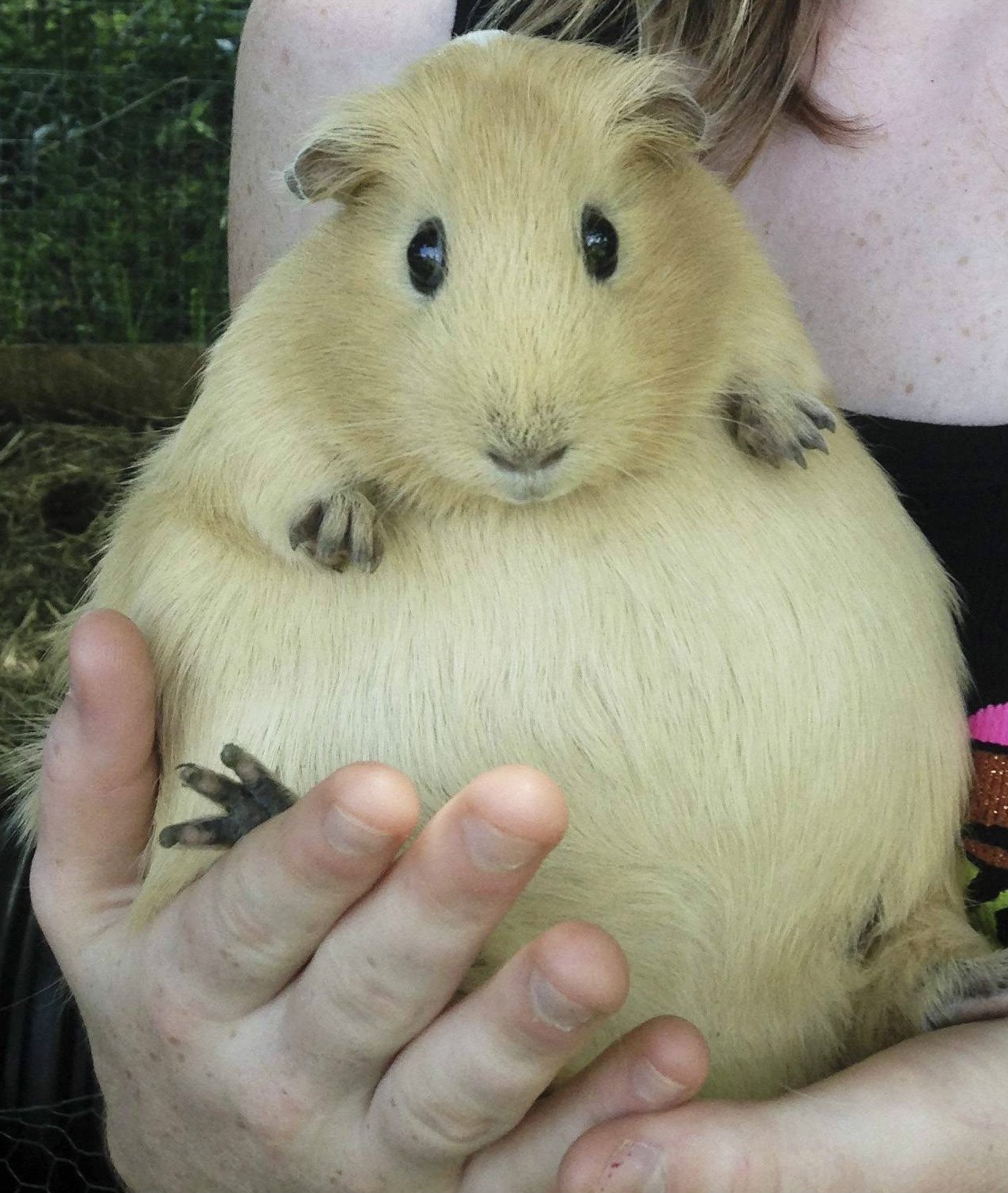 86628-pregnant-guinea-pig.jpg