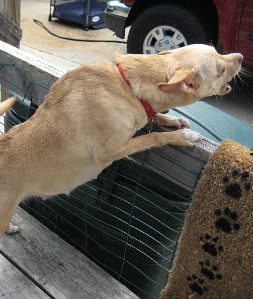 86688-pregnant-dog.jpg