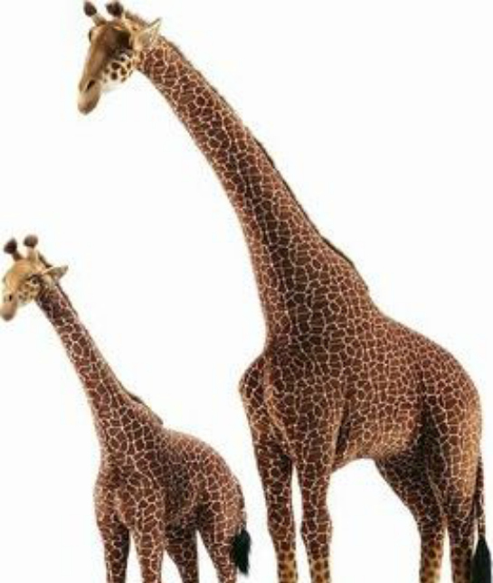 86850-expensive-christmas-giraffes.jpg 86850-expensive-christmas-giraffes.jpg