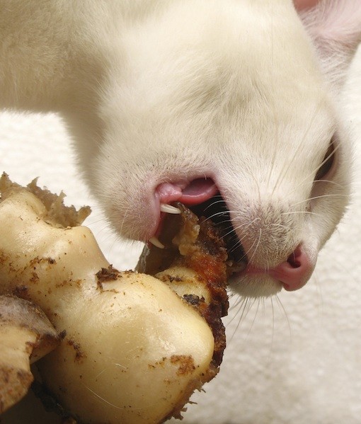 87472-bone-fat.jpg