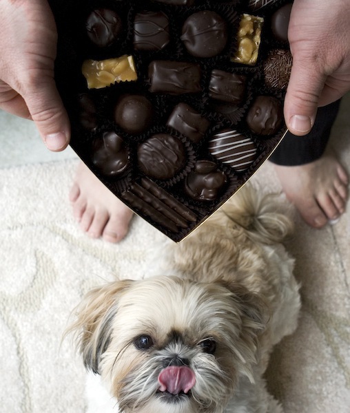 87473-chocolate.jpg