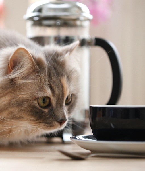 87474-coffee.jpg